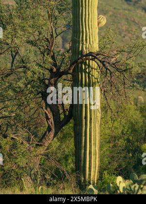 Gli alberi di infermiera di Palo Verde Mesquite forniscono ombra ai giovani cactus del saguaro per sopravvivere. Saguaro National Park, Arizona Foto Stock