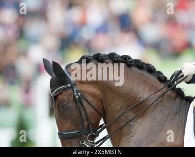 primo piano ritratto del cavallo ingrandito su trecce di cavalli trecce di bottoni sul pozzo di dressage della baia si è rivelato curato per la gara di cuoio a doppia briglia r Foto Stock