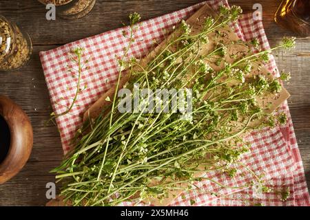 La pianta della borsetta del pastore in fiore su un tavolo - ingrediente per la tintura Foto Stock