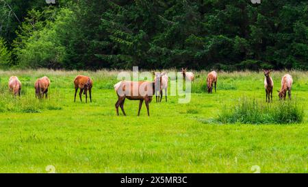 Roosevelt Elk, Prairie Creek Redwoods State Park, California, Stati Uniti Foto Stock