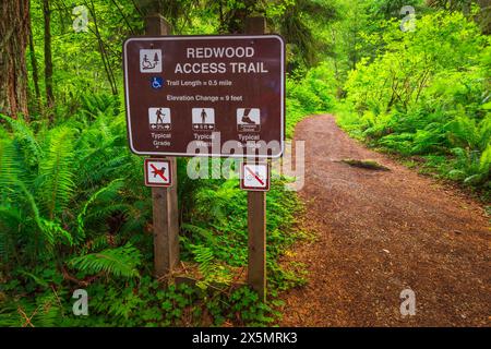 Redwood Access Trail presso il Prairie Creek Redwoods State Park, California, Stati Uniti Foto Stock