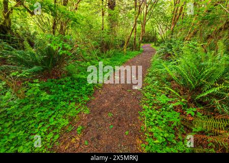 Redwood Access Trail presso il Prairie Creek Redwoods State Park, California, Stati Uniti Foto Stock