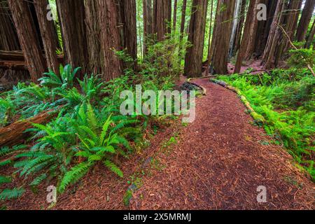 Redwood Access Trail presso il Prairie Creek Redwoods State Park, California, Stati Uniti Foto Stock