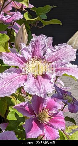 Un fiore rosa con un centro giallo. Il fiore è circondato da foglie verdi. Foto Stock