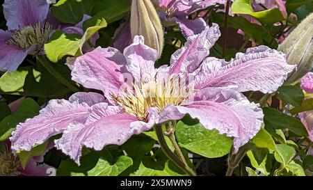 Un fiore rosa con un centro giallo. Il fiore è circondato da foglie verdi. Foto Stock