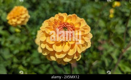 Fiore giallo di dahlia su uno sfondo di foglie verdi nel giardino Foto Stock