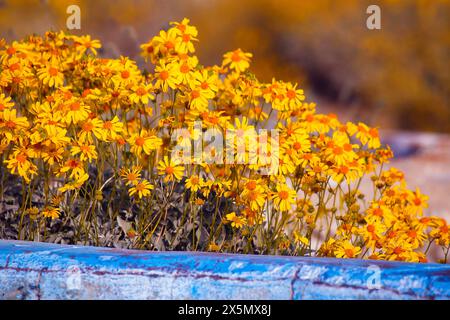 Mission Creek Preserve, deserto del Colorado, California Foto Stock