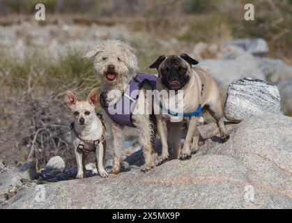 Mission Creek Preserve, deserto del Colorado, California Foto Stock