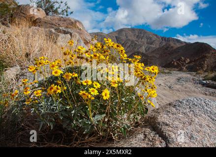 Fiori selvatici primaverili del Fargo Canyon, California Foto Stock