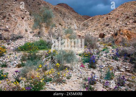 Fiori selvatici primaverili del Fargo Canyon, California Foto Stock