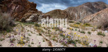 Fiori selvatici primaverili del Fargo Canyon, California Foto Stock