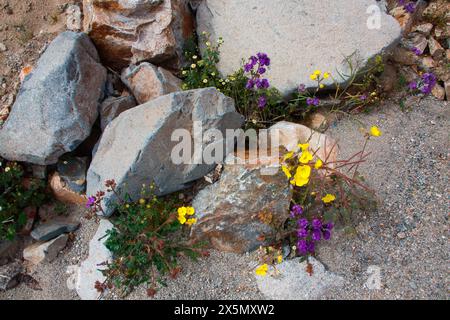 Delicati fiori selvatici primaverili nella Black Eagle Mine Road, California Foto Stock