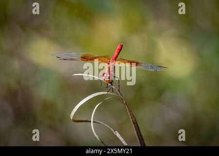 USA, Colorado, Fort Collins. Primo piano di una dragonfly darter con venature rosse. Foto Stock