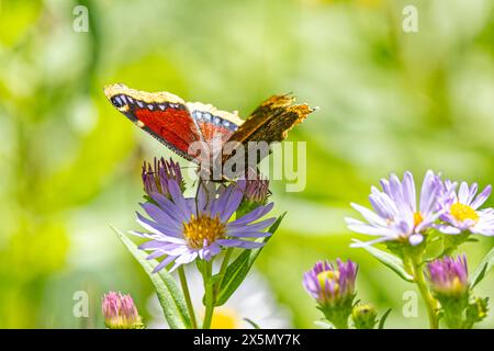 USA, Colorado, Fort Collins. Mantello lutto farfalla che si nutre di fiori. Foto Stock