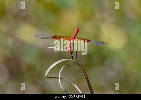 USA, Colorado, Fort Collins. Dragonfly di darter venata rossa su erba secca. Foto Stock