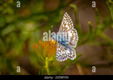 USA, Colorado, Fort Collins. Farfalla skipper a scacchi bianchi che si nutrono di fiori. Foto Stock