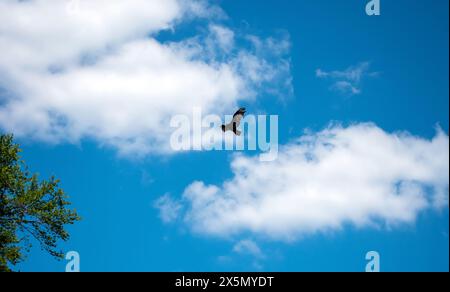 Un ronzio nero scivola con grazia nel cielo blu. Le nuvole bianche contrastano bene. Foto Stock