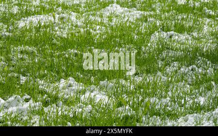 L'erba giovane è ricoperta di neve dopo un'improvvisa nevicata in primavera. Improvvisa nevicata in primavera. Condizioni meteorologiche variabili. Scatto freddo brusco. Modifica della cl Foto Stock