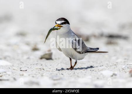 Una specie di terna minima in via di estinzione con pesce appena pescato. Foto Stock