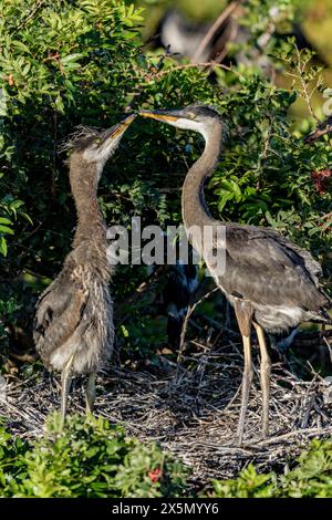 Nidificando grandi aironi blu al Venice Rookery. Foto Stock