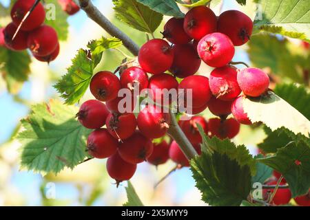 Bacche rosse di biancospino maturo su un ramo con foglie verdi Foto Stock