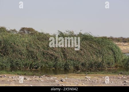 Gruppo di guineafowls con casco Numida meleagris nel Parco Nazionale di Etosha - Namibia Foto Stock