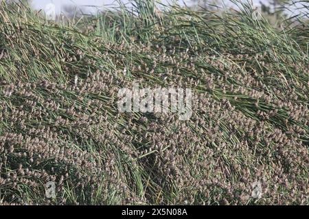 Gruppo di guineafowls con casco Numida meleagris nel Parco Nazionale di Etosha - Namibia Foto Stock