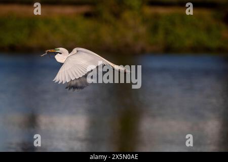 Una grande egretta porta il materiale di nidificazione alla recluta. Foto Stock