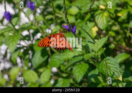 Una farfalla della fritillaria del Golfo prende il nettare dall'erba portatrice. Foto Stock