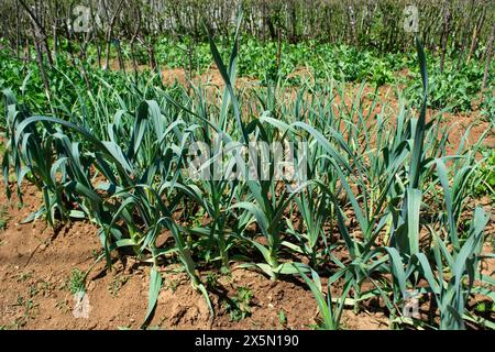 Le cipolle crescono e raccolgono Foto Stock