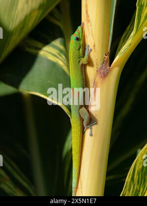 Geco giorno polvere d'oro leccare sap su foglie di zenzero, Hawaii Foto Stock