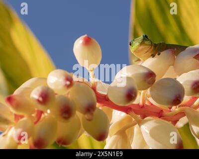 Geco Gold Dust Day su zenzero, Hawaii Foto Stock