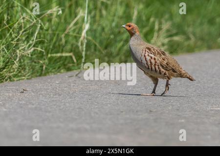 Ein Rebhuhn, fotografiert auf einem Radweg bei Altheim Foto Stock