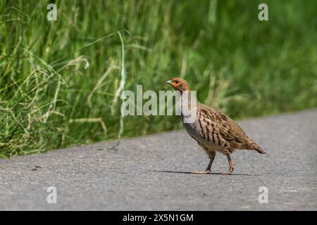 Ein Rebhuhn, fotografiert auf einem Radweg bei Altheim Foto Stock