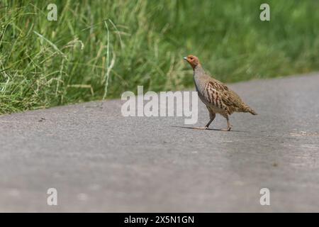 Ein Rebhuhn, fotografiert auf einem Radweg bei Altheim Foto Stock