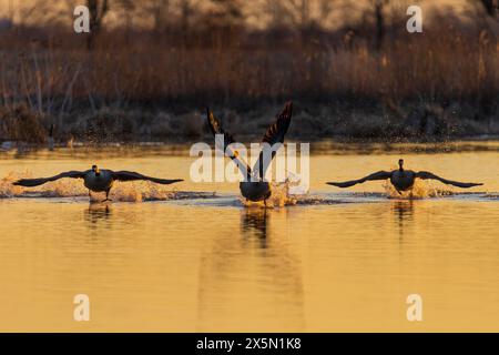 Oche del Canada (Branta canadensis) che decolla dalla zona umida all'alba, Marion County, Illinois. Foto Stock