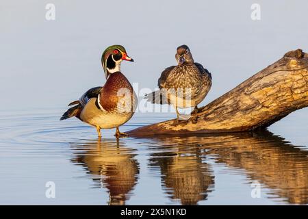Wood Ducks (Aix sponsa), preening maschile e femminile su tronco nella zona umida, Marion County, Illinois. Foto Stock