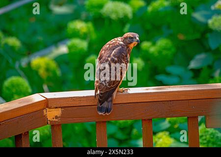 USA, Minnesota, Mendota Heights. Falco ad ala larga sulla sponda del ponte Foto Stock