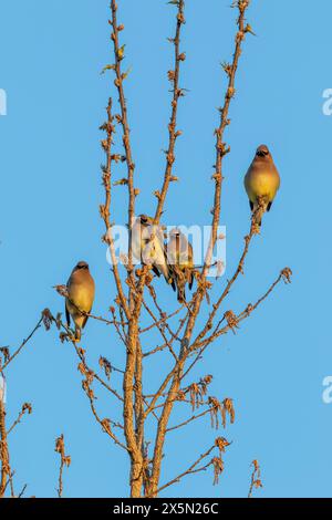 Le cere di cedro migrano in branchi, approfittando di abbondanti semi e bacche. Foto Stock