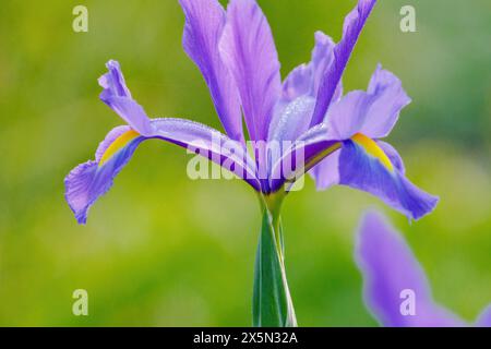 splendidi fiori in fiore in giardino, bouquet, botanico Foto Stock