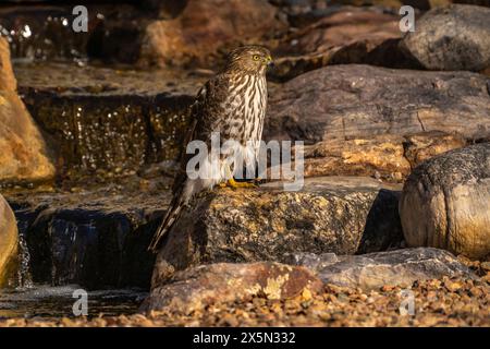 Stati Uniti, New Mexico, Sandoval County. Il falco di Cooper alla cascata sul cortile. Foto Stock