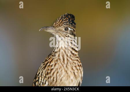 Greater Roadrunner, Tingley Beach, New Mexico Foto Stock