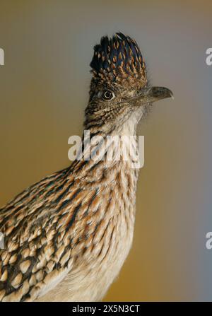 Greater Roadrunner, Tingley Beach, New Mexico Foto Stock