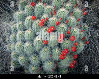 Cactus Claret-cup in fiore, Embudito Canyon Trail, New Mexico Foto Stock