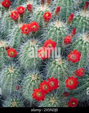 Cactus Claret-cup in fiore, Embudito Canyon Trail, New Mexico Foto Stock