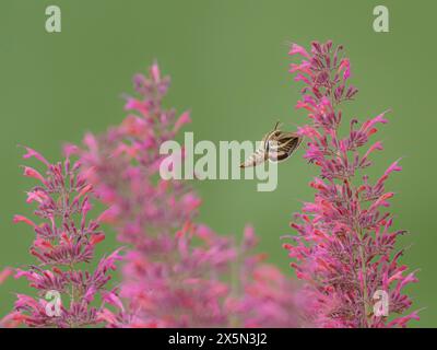 Falena Sfinge rivestita di bianco che impollina i fiori di agastache Foto Stock