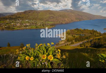 USA, Oregon, Rowena. Tom McCall Preserve lungo la storica Columbia River Highway 30 con il fiume Columbia sottostante Foto Stock