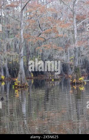 Stati Uniti, Texas. Lago Caddo e cipressi di colore autunnale. Foto Stock