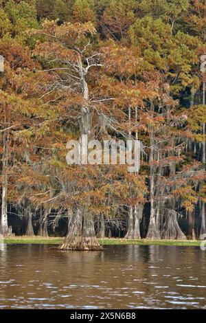 Stati Uniti, Texas. Lago Caddo e cipressi di colore autunnale. Foto Stock