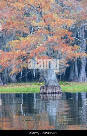 Stati Uniti, Texas. Lago Caddo e cipressi di colore autunnale. Foto Stock